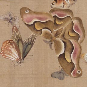 三熊花顚 「蝶類図巻」 – 摘水軒記念文化振興財団・江戸絵画コレクション